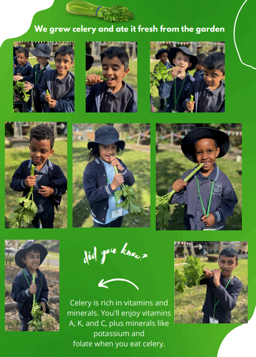 /uploaded_files/media/gallery/1726203759celery.png